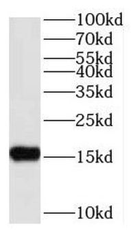 RPS25 Antibody