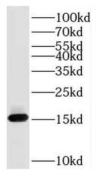 RPS26 Antibody