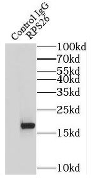 RPS26 Antibody