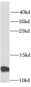 RPS27 Antibody