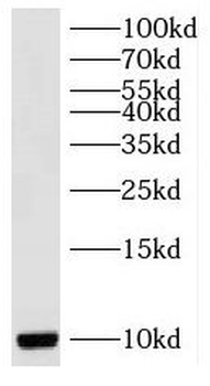 RPS27L Antibody