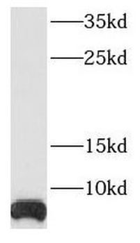 RPS29 Rabbit Polyclonal Antibody