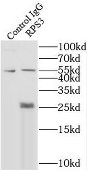 RPS3 Antibody