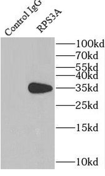 RPS3A Antibody