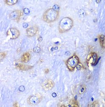 RPS3A Antibody
