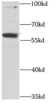 RPS6KL1 Antibody