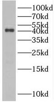 RRAGB Antibody