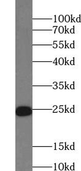 RRAS Antibody
