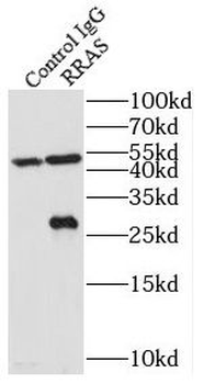 RRAS Antibody