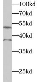 RSRC1 Antibody