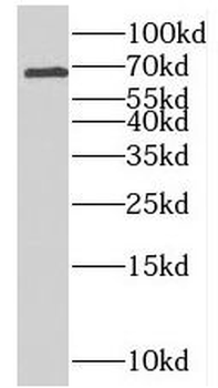 RTKN2 Antibody
