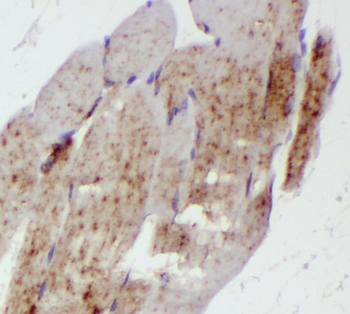 RTN2 Rabbit Polyclonal Antibody