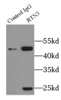 RTN3 Antibody