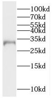 RTP1 Antibody