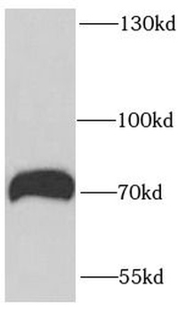 RUFY1 Antibody