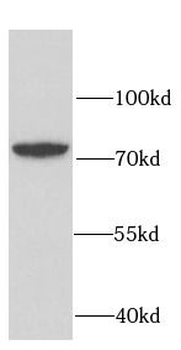 RUFY2 Antibody