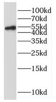 RUNX1 Rabbit Polyclonal Antibody