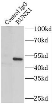 RUNX1 Rabbit Polyclonal Antibody