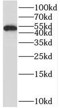 RUNX1 Rabbit Polyclonal Antibody
