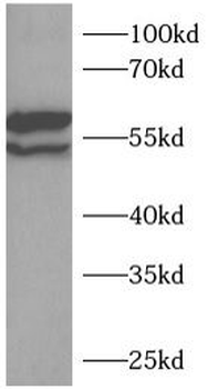 RUNX2 Rabbit Polyclonal Antibody