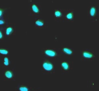 RUVBL1 Antibody