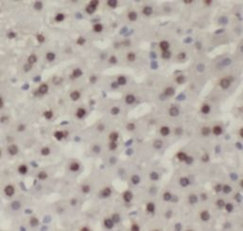 RUVBL1 Antibody