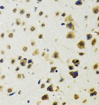 RUVBL2 Antibody