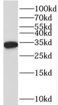 RWDD1 Rabbit Polyclonal Antibody