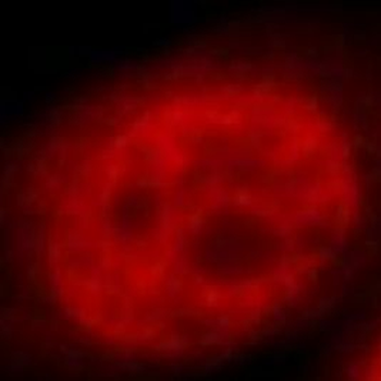 RXRA Antibody