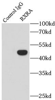 RXRA Antibody