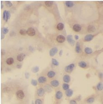 RXRA Antibody