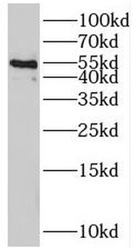 RXRG Antibody
