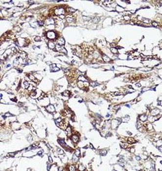 S100A10 Antibody