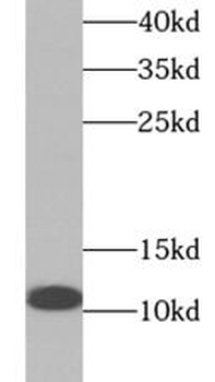 S100A10 Mouse Monoclonal Antibody