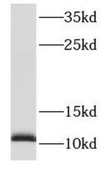 S100A13 Antibody