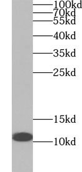 S100A3 Antibody