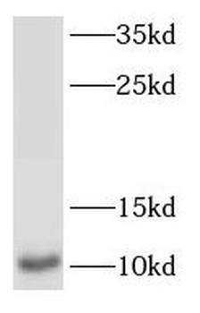 S100A6 Antibody