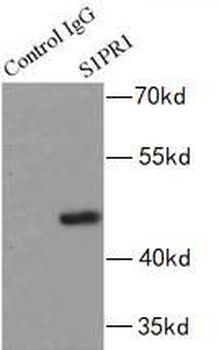 S1PR1 Rabbit Polyclonal Antibody