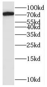 SAMD4B Antibody