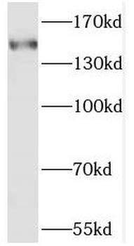 SAMD9 Antibody