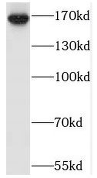 SAMD9L Antibody