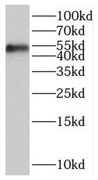 SAMM50 Antibody