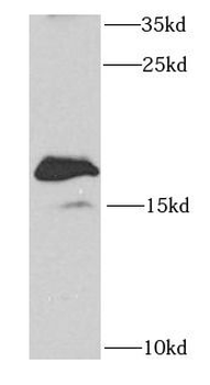 SAP18 Antibody