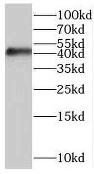 MAPK13 Antibody