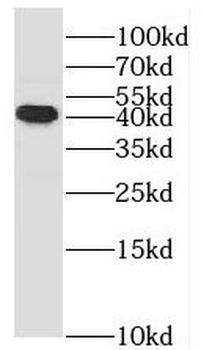 MAPK13 Antibody