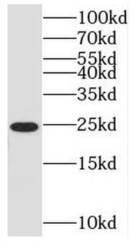 SAR1A Antibody