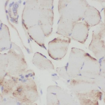 SAR1A Antibody