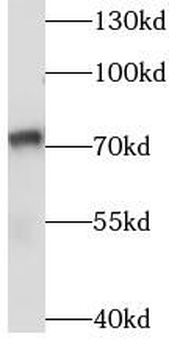 SASS6 Antibody