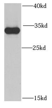 SBDS Antibody