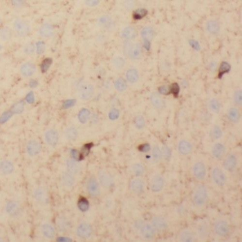 SCAMP1 Antibody